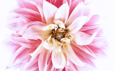 Inspiring Women: Meet Elise from Floragraphica